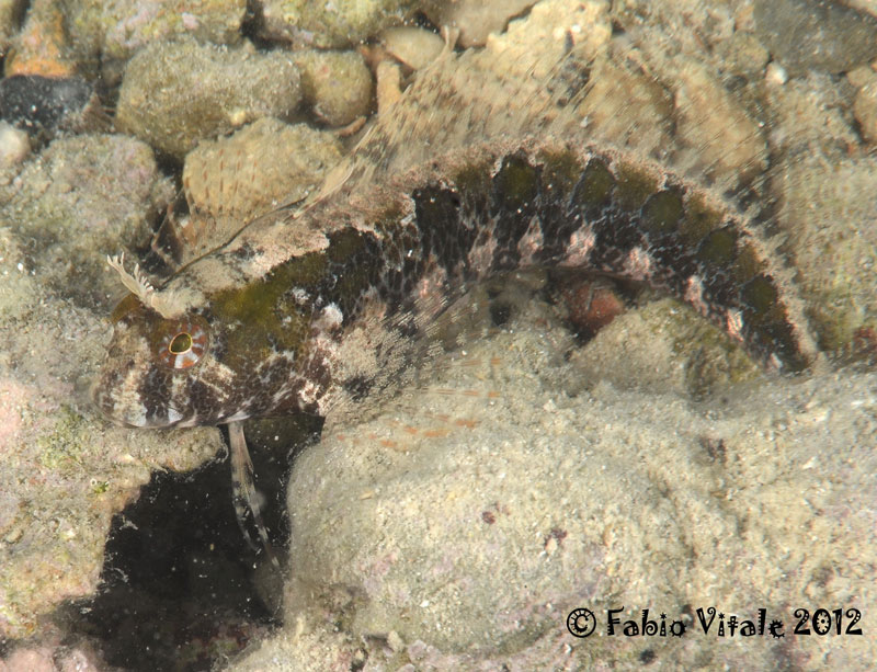 Parablennius tentacularis